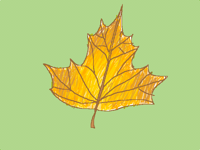 🍁 leaf 🍂