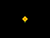 a flower