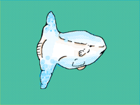 Giant sunfish 🐟