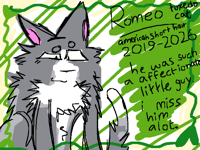 my cat died,.. couple weeks ago.