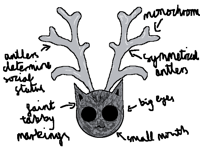 Think of a name for this species pls