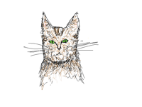 Cat sketch
