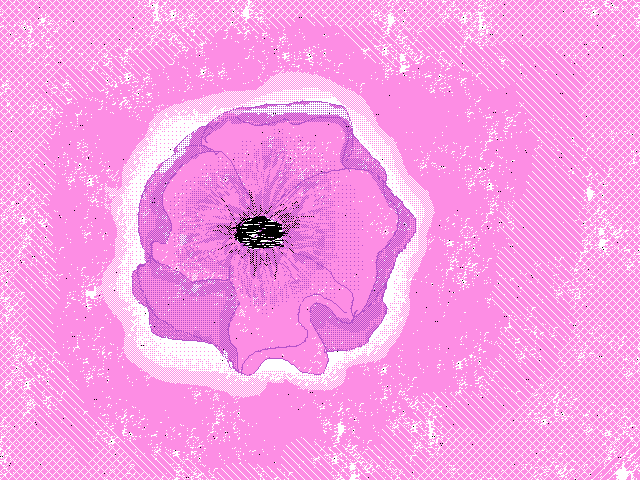 Pink flower (not for contest)