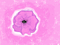 Pink flower (not for contest)