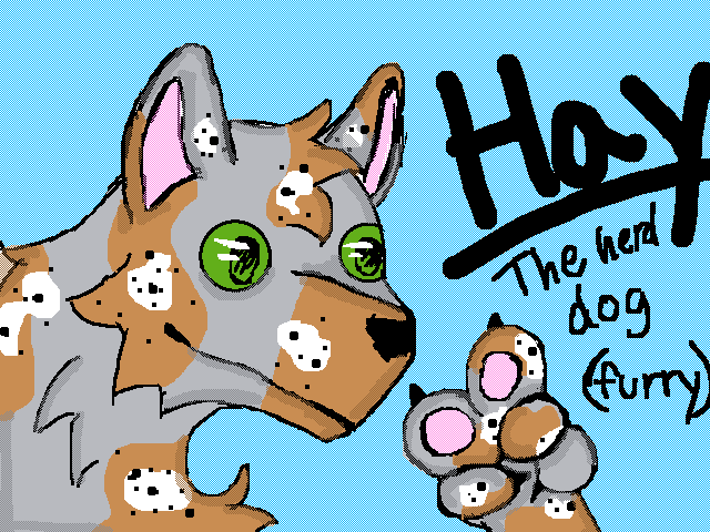 Hay the herding dog