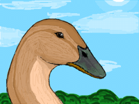 Duck🦆 (next is snow leopard!!)