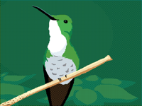 White-chested Emerald