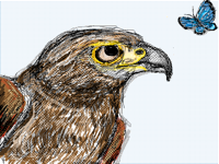 Butterfly+hawk