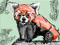 Red panda