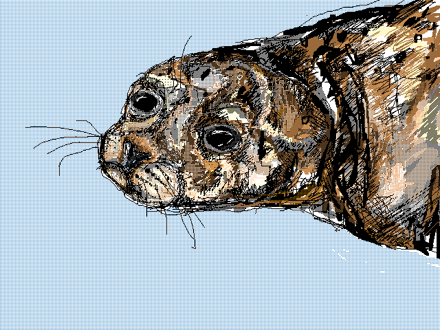 Harbour seal