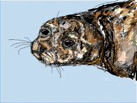 Harbour seal