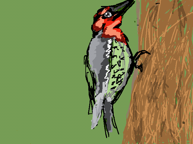 Birb