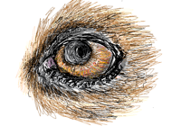 Eyes