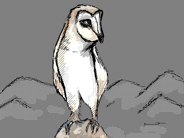 Owl
