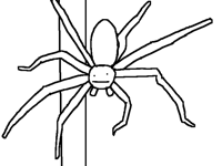Spider