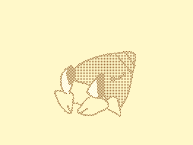 hermit crab🐚