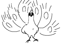 White peacock（摇摇一分钟（wb
