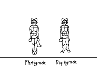 Furry anatomy drawings just coz why not