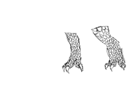 Dragon Legs