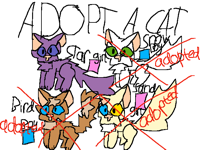 Adopt a cat