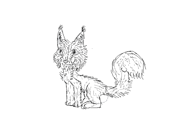 Squirrel for contest