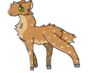 Deer