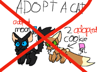 Adopt a cat