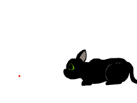 Cat playing with light