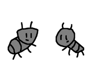 The love of ants