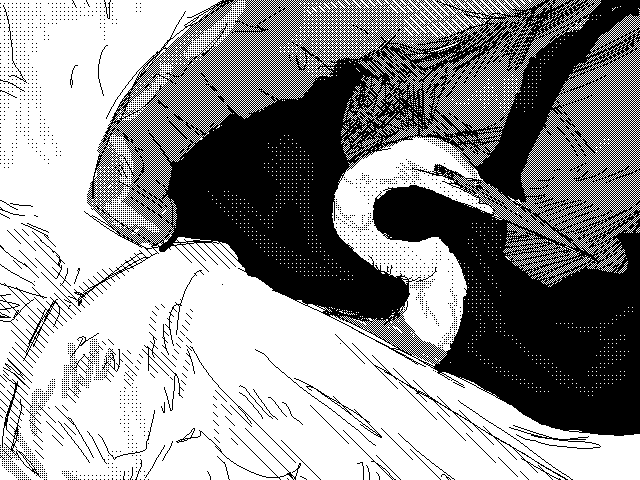 IV. || great white heron