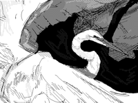 IV. || great white heron
