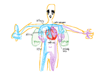 circulatoryblood system (incomplete)