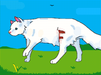 Limping cat