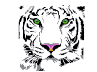 Tiger with