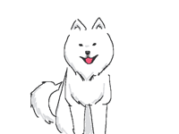 Samoyed 🦮