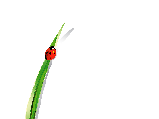 ladybug on a blade of grass 🐞