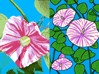 ipomoea in your style (@doodlebug)