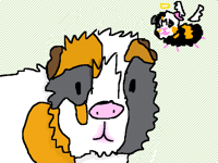 My guinea pig/s