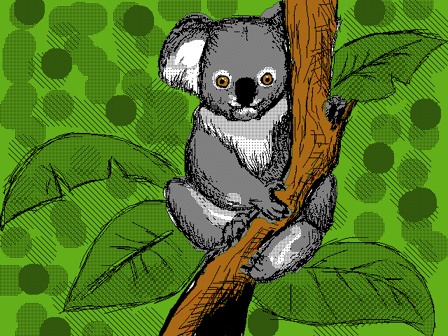 Koala!