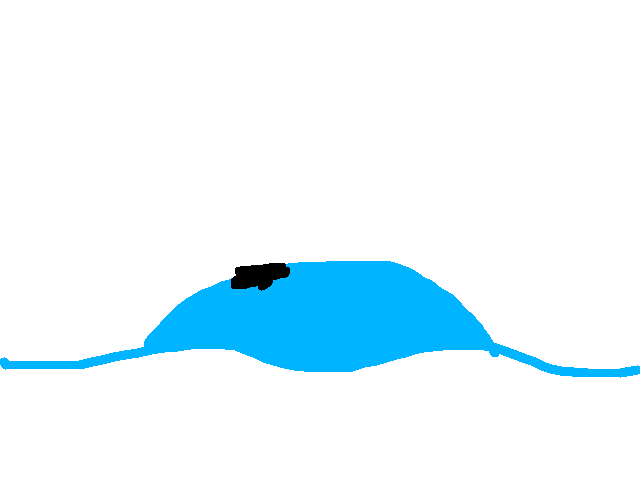 Whale