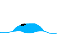Whale