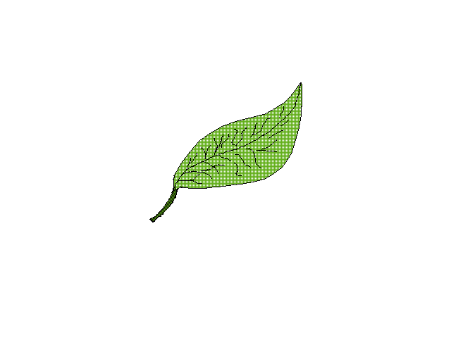 Leaf