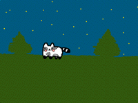 Raccoon