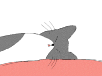 Sleeping cat