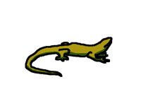 Lizard regeneration