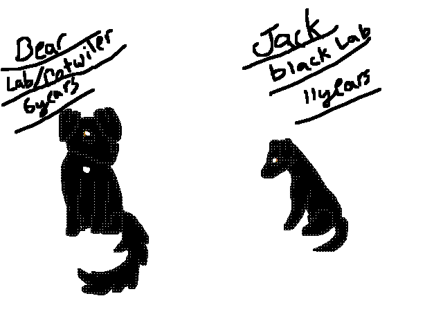 My dogs @SwagPuppy contest