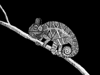 ,,,,,chameleon