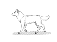 Walking Wolf Cycle