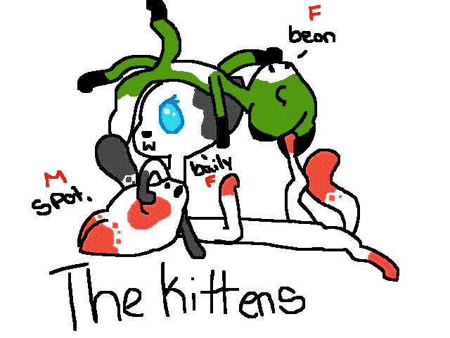 The Kittens(Spot, Baily, Bean)