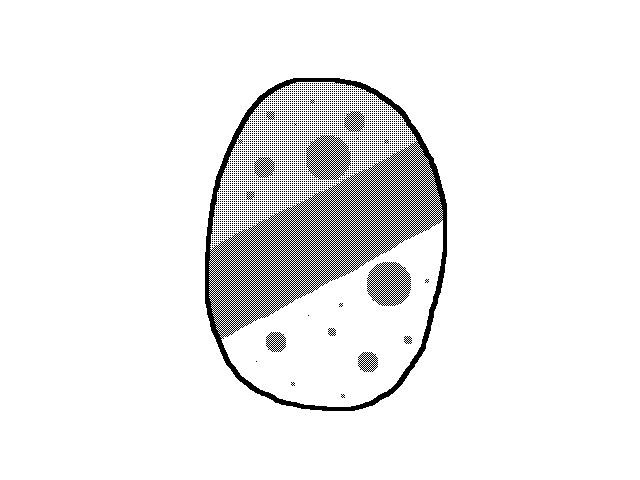 RACOON CAT(HATCHED)